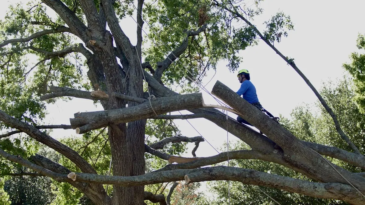 Professional Hazardous Tree Removal performed by certified arborists in Mora