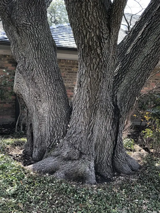 Mature heritage tree close to a Mora property cared for by certified arborists